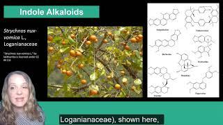 Plant Secondary Metabolism: Alkaloids