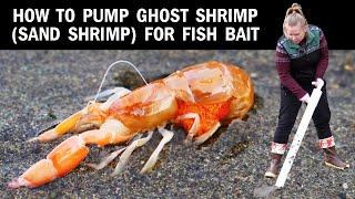 How to Catch Ghost Shrimp (Sand Shrimp) to Use as Fish Bait