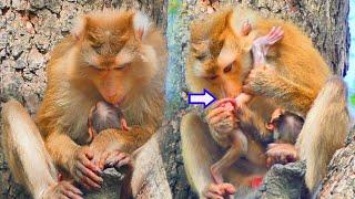 Mother young monkey SAHSA gave pay attention to control cleaning