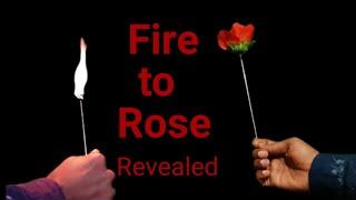 Fire into Rose revealed