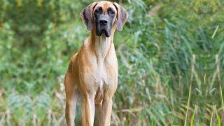 10 Facts You Need to Know Before Buying a Great Dane