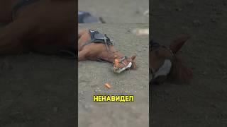 Этот конь заслуживает Оскара #shorts #добро