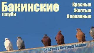 Бакинские голуби: красные, желтые, оловянные. В гостях у Виктора Белаш.