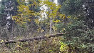 PO'd Mountain Bigfoot Warns Hunter In Blind