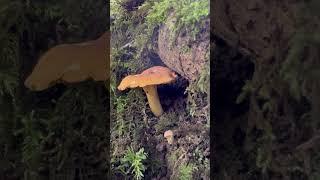 The Amethyst Chanterelle :)  #foraging #mushroom #wildfoodforaging #forager #foragingcourses
