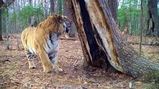 Siberian tigers the true kings of big cats.