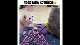 ПОДСТАВИЛ КОШКУ