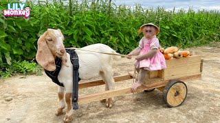 Monkey Lily helps dad take the goat to harvest corn