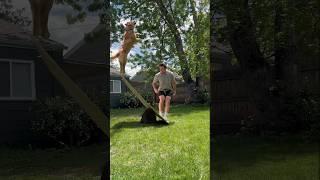 Dog loves to be catapulted by dad. Dont worry (It’s not real) #dogsofyoutube #goldenretriever #puppy