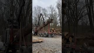 Massive Maple arrives at the Woodyard