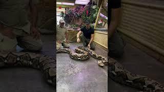 He picked up my gator!! Showing Gatorboy Chris what we are all about over here at the reptile zoo