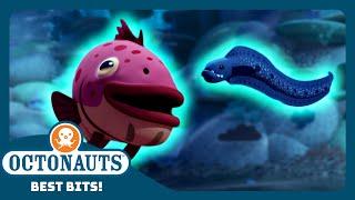 @Octonauts -  The Grouper Fish and Eels Agree to a Co-operative Hunt! 🪱 | Season 4 | Best Bits!