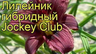 Лилейник гибридный Жокей Клаб. Краткий обзор, описание hemerocallis hybrida Jockey Club