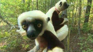 How smart is a Lemur?