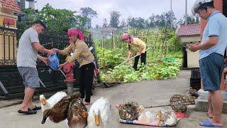Single mother after selling ducks, weeding vegetable garden on farm, new life gradually begins