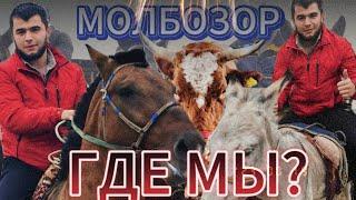 БОЛЬШИЕ БЫКИ, КИШКАРЫ,МОЛБОЗОР ЦЕНЫ на скот #молбозор #cow #быки #бараны #крс  #ангус #bulls #shorts