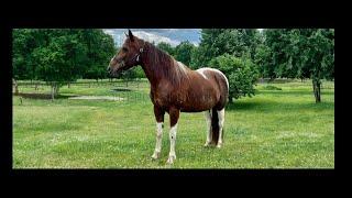 Red & White Missouri Foxtrotter Gaited Trail Horse Deluxe!