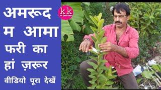 mango grafting to guava tree/अमरूद के पौधे मे आम कि कलम सफल परिणाम के साथ