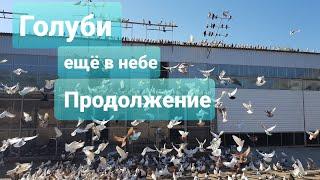 ГОЛУБИ ещё в Небе(Продолжение с крыши)DOVES IN SKY (Continued from the Roof)