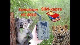 Фотоловушка(Trail Camera) Suntekcam HC-801G с SIM-картой 3G.SMS/MMS/SMTP. Обзор и тест