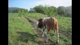 Наши большие бычки: прощание