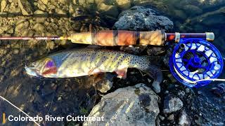 Chasing Natives Intro - Fly Fishing for Cutthroat Trout