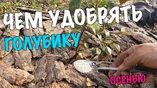Чем удобрять голубику осенью. Уход за голубикой