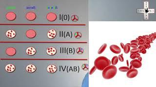 группа крови, резус фактор,  резус конфликт