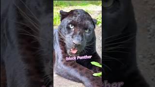 #facts #animals #funny #animalfacts #wildlife #new #trending #dastan #latest