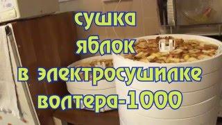 Сушка яблок в электросушилке ВОЛТЕРА-1000. Drying apples in the driers WALTER-1000