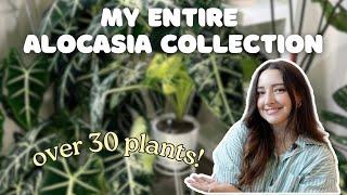 My Entire Alocasia Collection 2024! Common & Rare!