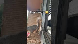 Caught on video  #visitor #cute #caughtonvideo #squirrel