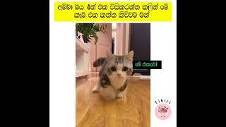 #cat#funnyanimals#trending#funny#pets#trend#shorts#short#srilanka#tiktok#shortvideo#trendingshorts