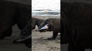 komodo dragons fighting for stingrays on the beach,#shortvidio #viralshort #animals #wildlife