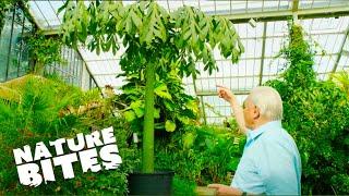 David Attenborough Uncovers Nature's Record-Breaking Plant! | Nature Bites