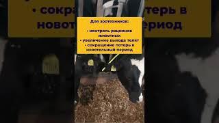 Выявление коров в охоте с помощью Heatime