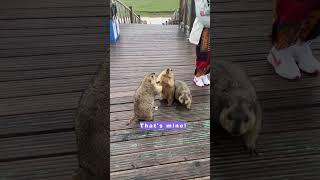 Groundhog Food Frenzy: Hungry Trio Turns into Wrestle Mania! 