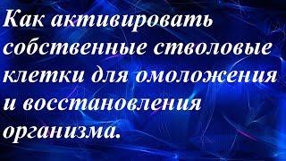 Как активировать стволовые клетки для омоложения и восстановления организма.