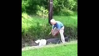 Alligator tries to attack a Senior Citizen...