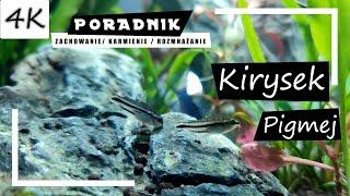 Kirysek Pigmej - Kompletny Poradnik! [4K]