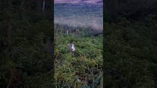 Bıldırcın Avı Shotkam Mükemmel Atış / Coturnixquail Hunting Shotkam Perfect Shot