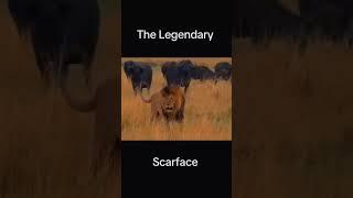Scarface the Lion | King of the Maasai Mara – Status, Attacks & Attitude #animals #shorts #wildlife