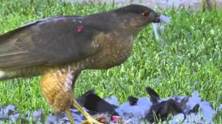 Hawk Eats Pigeon Alive!