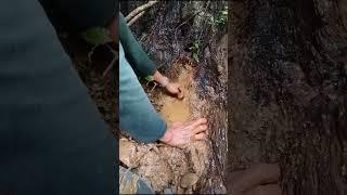 The discovery of a huge amount of gold,#mininggold #lookingforgold #panningforgold#goldprospecting.