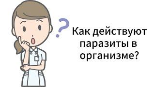 Как действуют паразиты в организме?