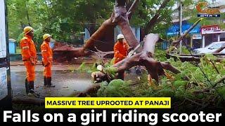 Massive tree uprooted at Panaji, Falls on a girl riding scooter