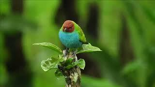 The sound of the flute with the chirping of birds and water   صوت الناي الجميل