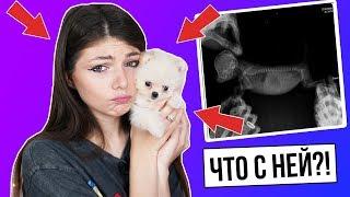 ЧТО С НАШЕЙ СОБАЧКОЙ?! НУЖНО ДЕЛАТЬ ОПЕРАЦИЮ!