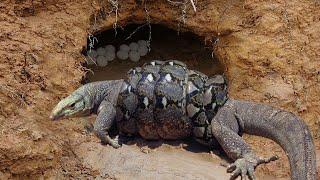 Python Wraps Komodo Dragon To Death As It Tries To Steal Python's Hatching Egg