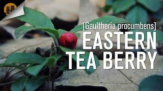 Eastern Tea Berry 101 [Wild Edibles]